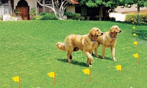 ivisible fence for dogs ivisible fence for dogs