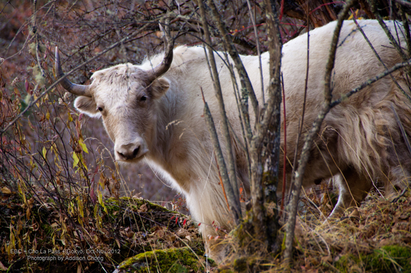 White Yak