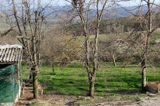 Lush grass growing that will become hay later this year Lush grass growing that will become hay later this year