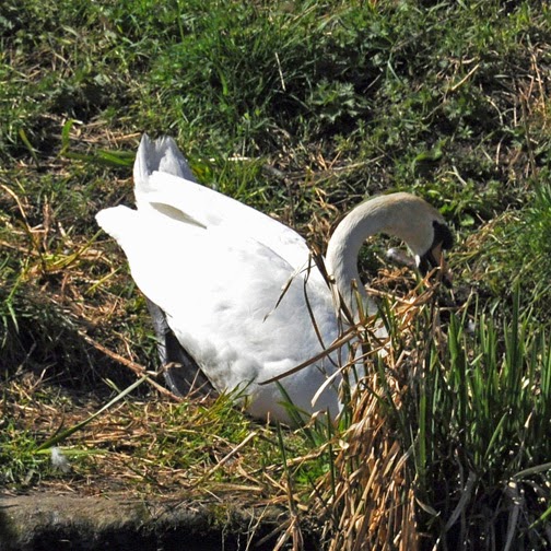 British Birds Mute Swans Mating Ritual