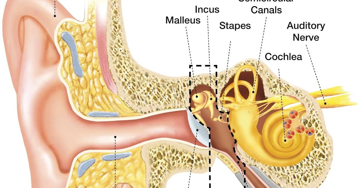 SPEECH LANGUAGE PATHOLOGY & AUDIOLOGY: HEARING DISORDERS OF THE OUTER EAR