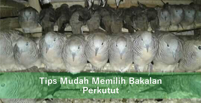 Tips Mudah Memilih Bakalan Perkutut