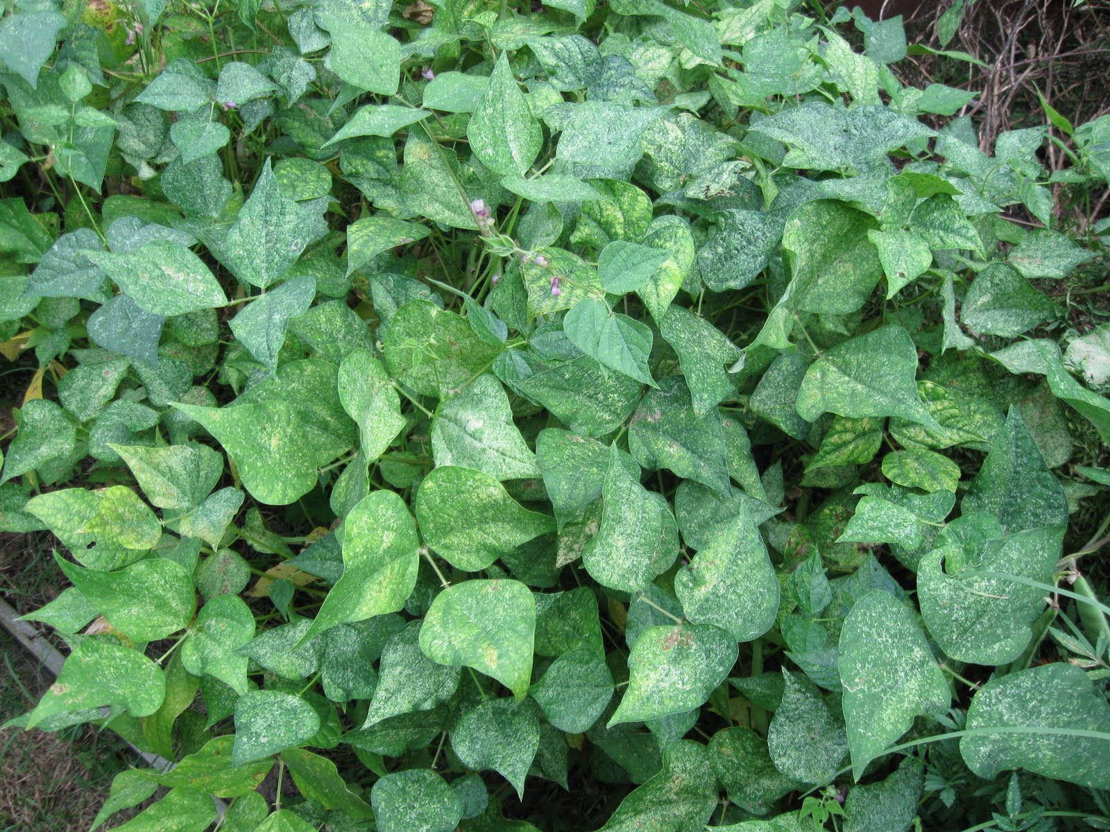 Growing Food in Florida Planting black beans from the grocery store