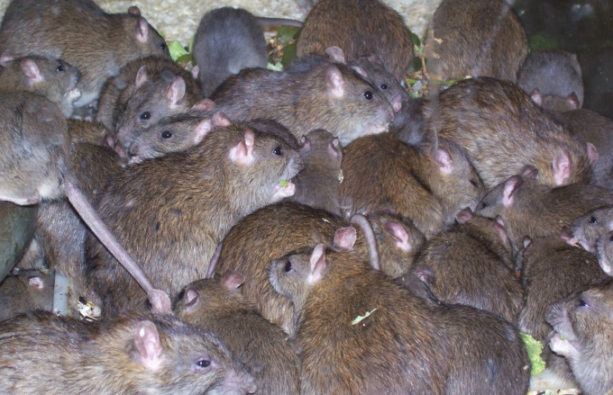 Bloomingdale Addressing A Terrible Rat Problem In Basement Apartment Addressing A Terrible Rat Problem In, Do Rats Like Basements
