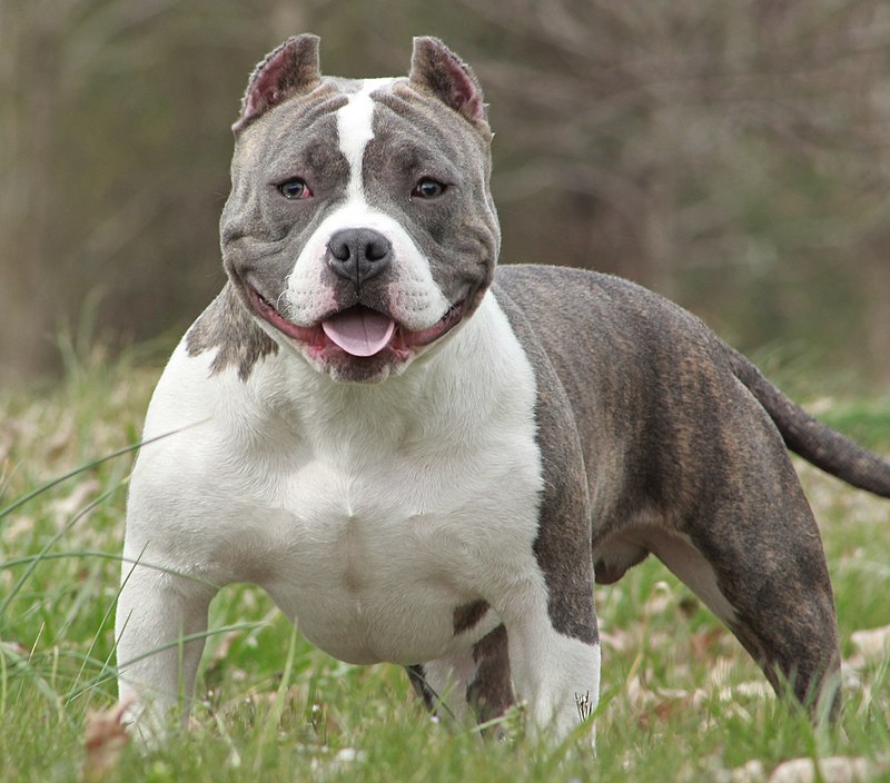 American Bully Low Pocket Size