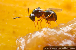 fruit flies alcohol fly young wasps female adult male drink force larvae own react presence