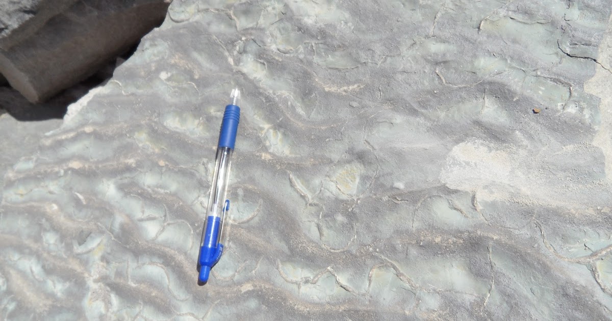 Fossils and Geology of Lanark County, Ontario Possible Fossil