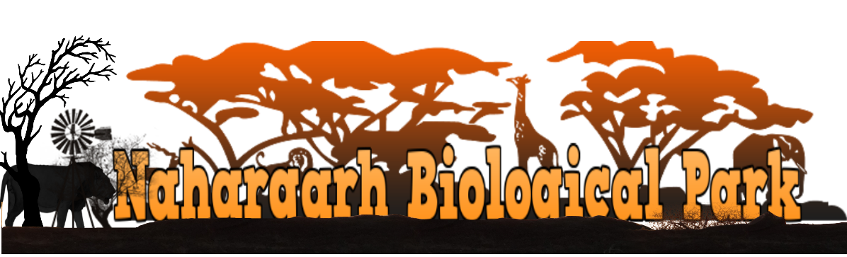 nahargarh biological park safari | nahargarh biological park