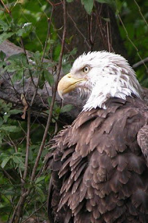 iphone  background wallpaper