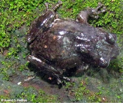 Raorchestes ghatei, new frog species, Western Ghats frog, Amphibians of western ghats, bush frogs, Ghate's bush frog, frogs of maharashtra