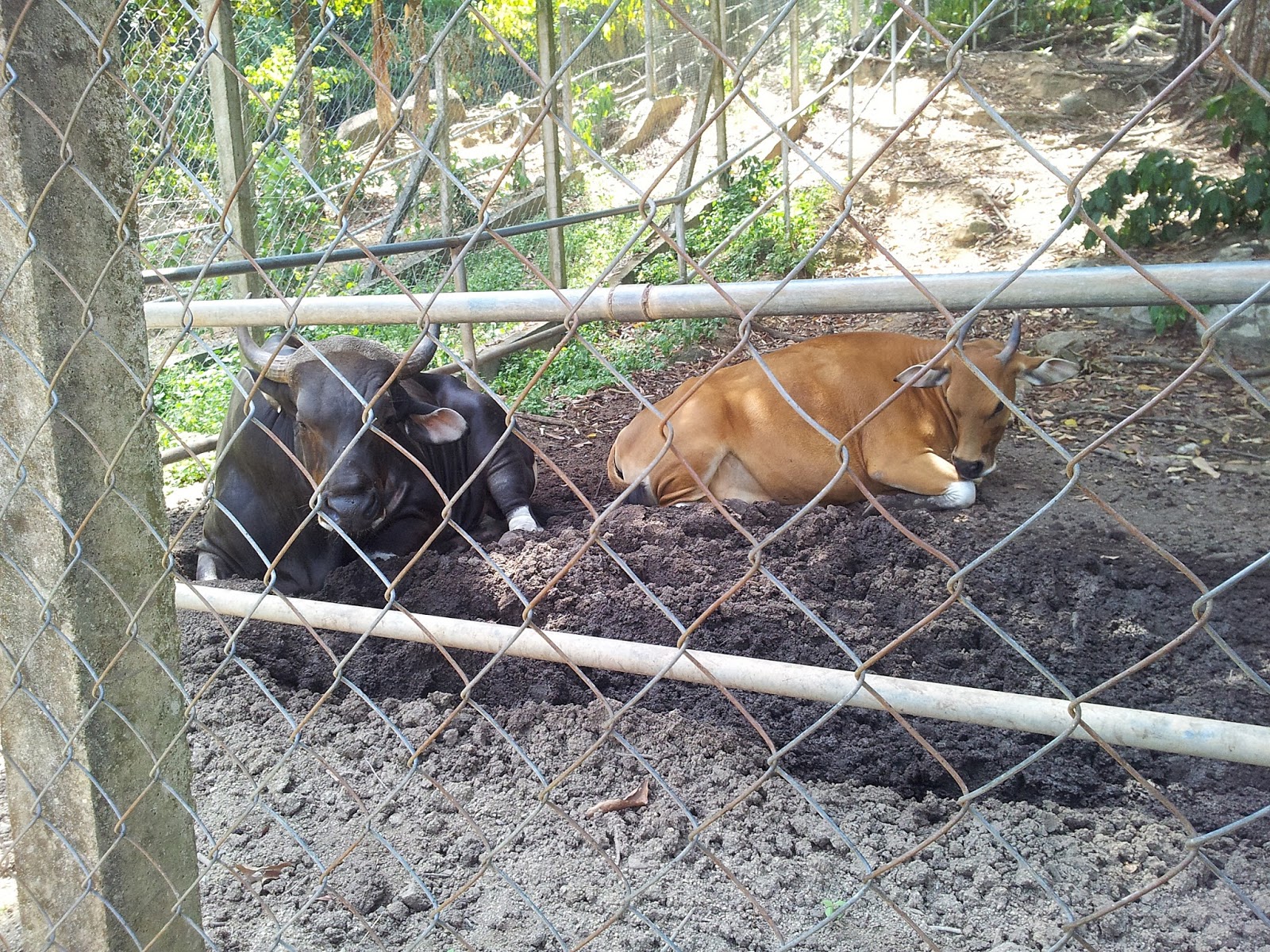 MINI ZOO TERUNTUM KUANTAN PAHANG BLOG MUMMYINTHEHOUSE