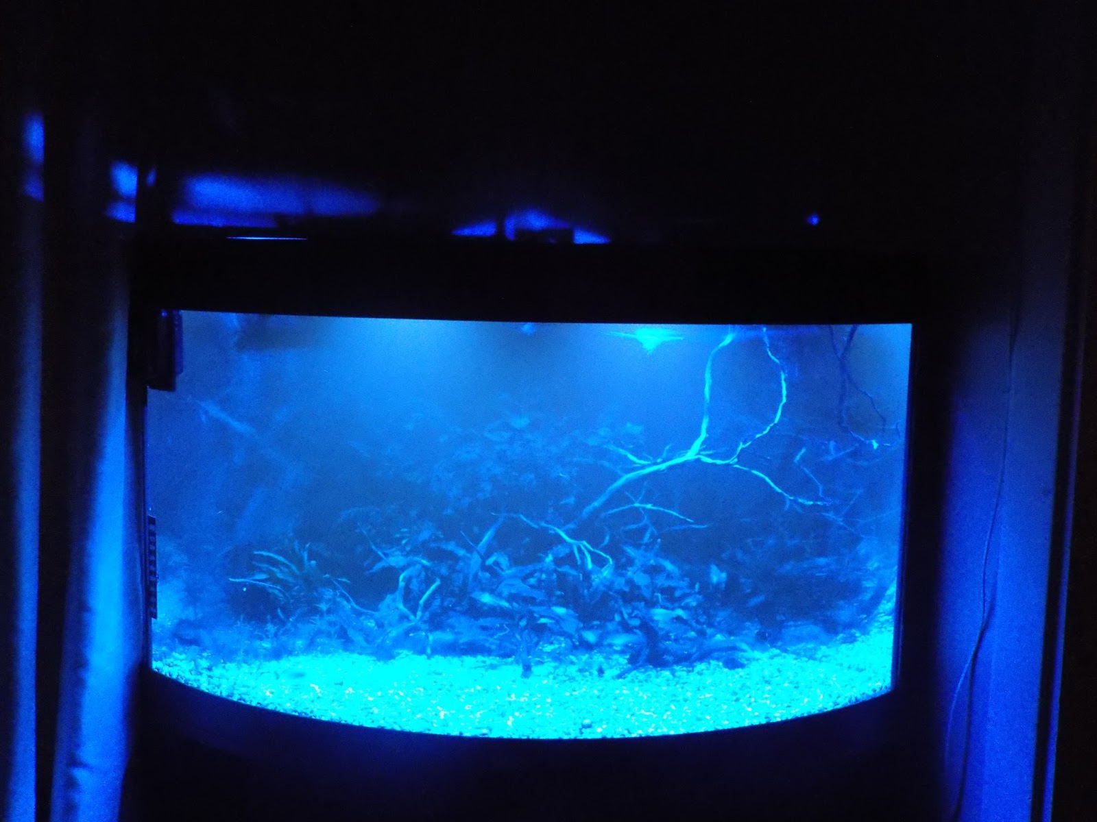interpet blue moonlight