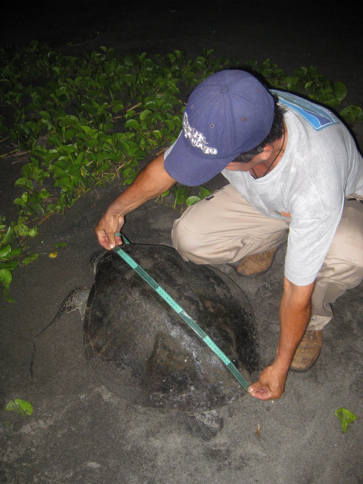 Memorias pr\u00f3ximas: Cuidar las tortugas