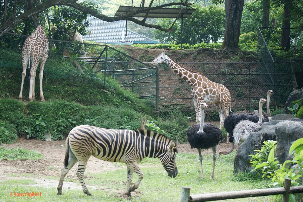 SoNy DiGiTaL: Animals at Zoo Negara
