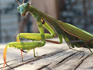 Praying Mantis on the porch