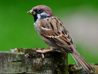 6 Solusi Dan Tips Merawat Burung Gereja Burger Supaya Cepat Gacor