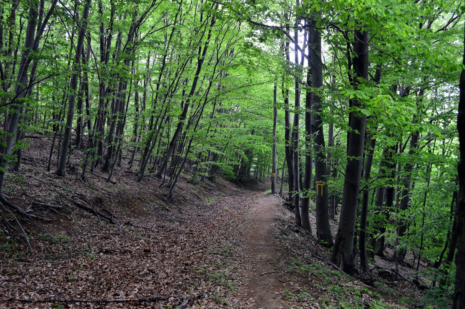 Ljepote planina Planinarska obilaznica Petrova gora, travanj 2017.