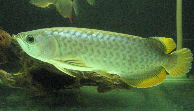 Ikan Arwana Golden
