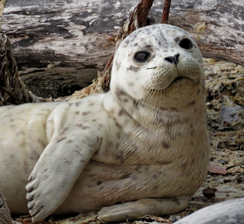 Buzz's Marine Life of Puget Sound FIRST HARBOR SEAL PUP OF 2017 SEASON
