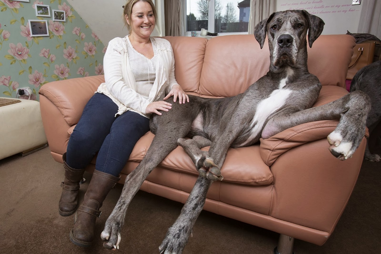 Britain's biggest dog, Freddy the Great Dane, is over 7ft tall and sti...