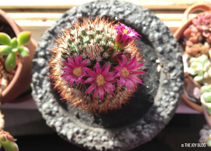 A pincushion cactus in bloom // WWW.THEJOYBLOG.NET