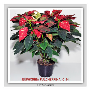 Euphorbia-Pulcherrima-C14