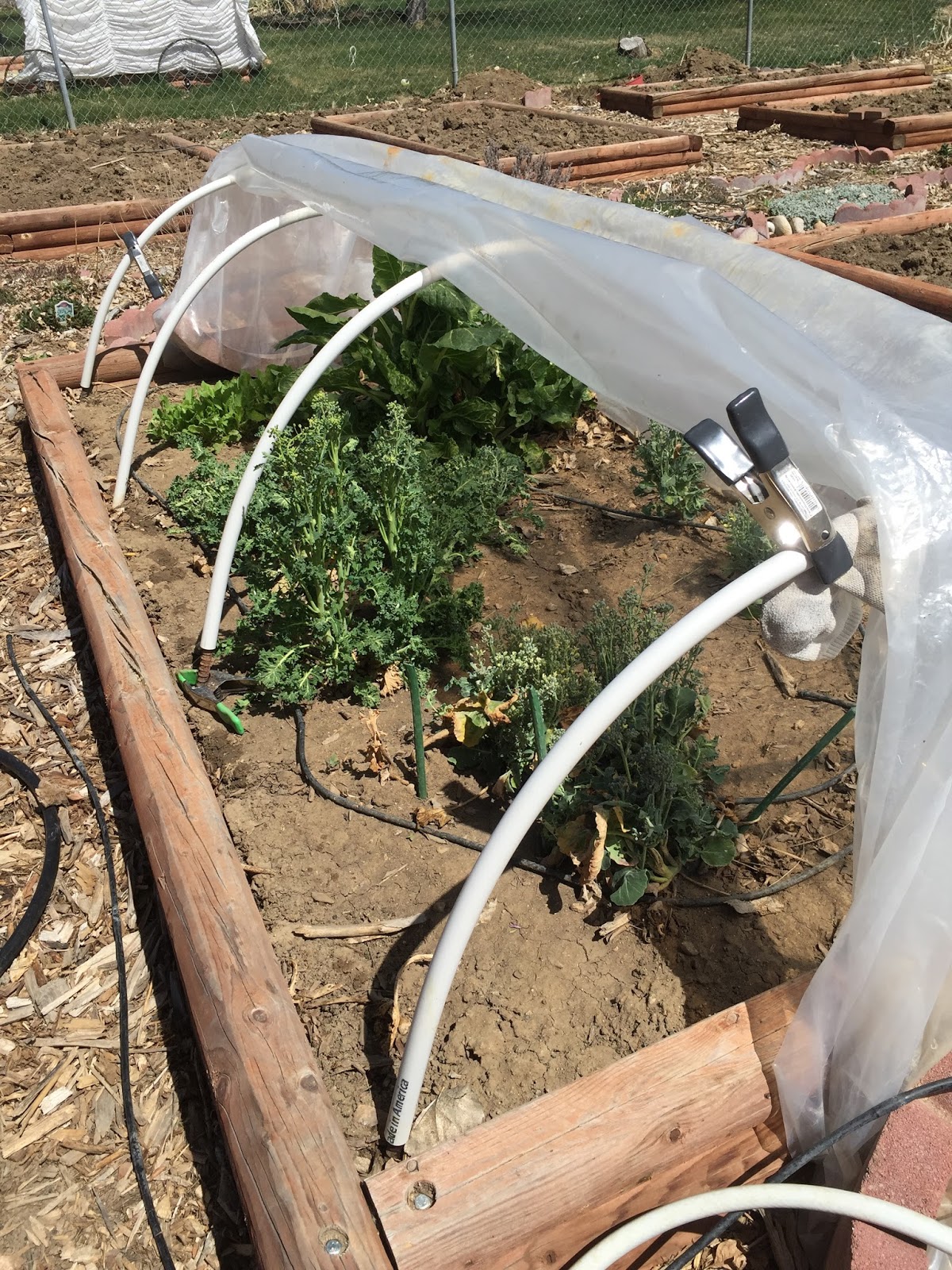 COHorts Low Tunnels Another Option for Season Extension for Backyard