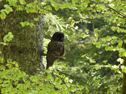 Birding in Slovenia