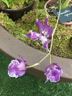 , Mostre primaverili: Horti di Veio e Monteporzio catone 2017, diarid'orchidee