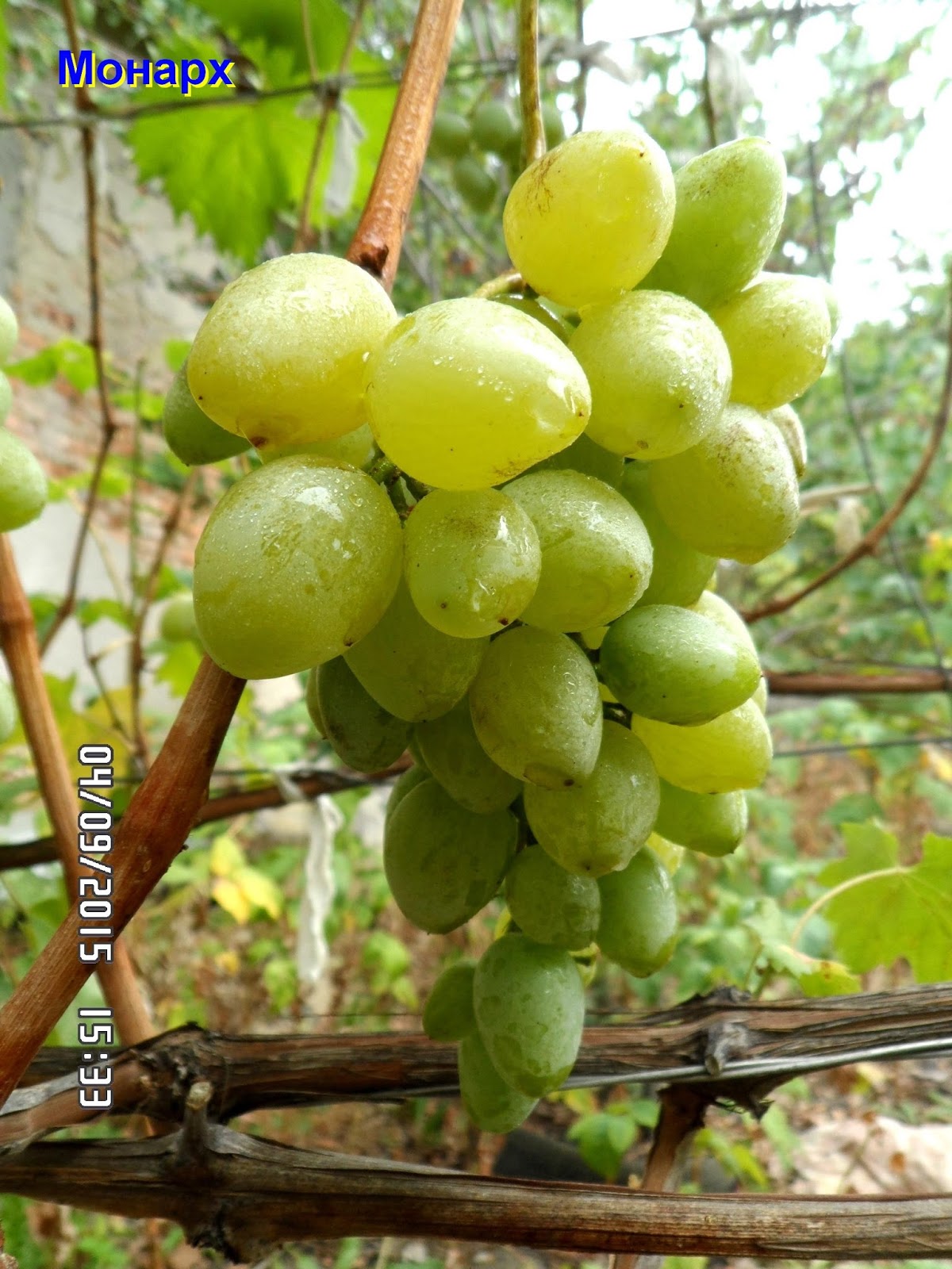 Сорт винограда монарх. Монарх белый виноград. Виноград монарх павловского. Виноград монарх хризолит. Виноград монарх.