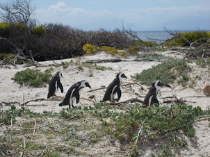 South African(Jackass) Penguins at Boulders Beach.