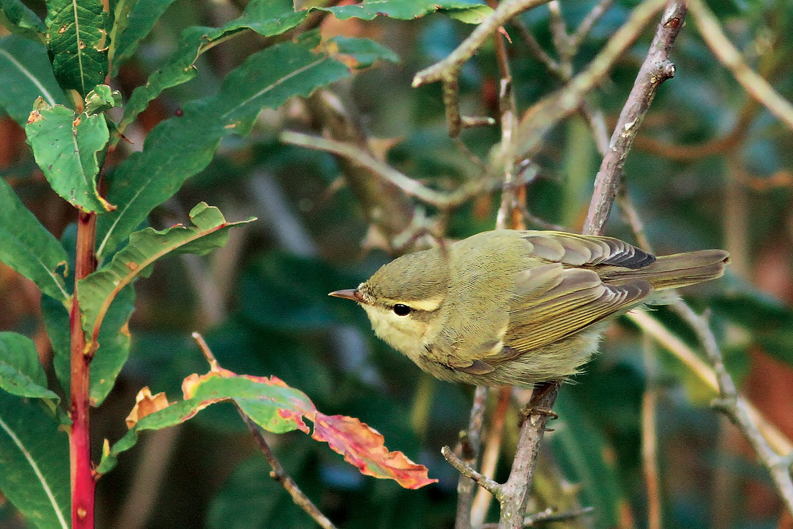 GREENISH WARBLER