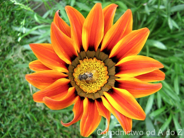 Gazania Gazania x hybrida