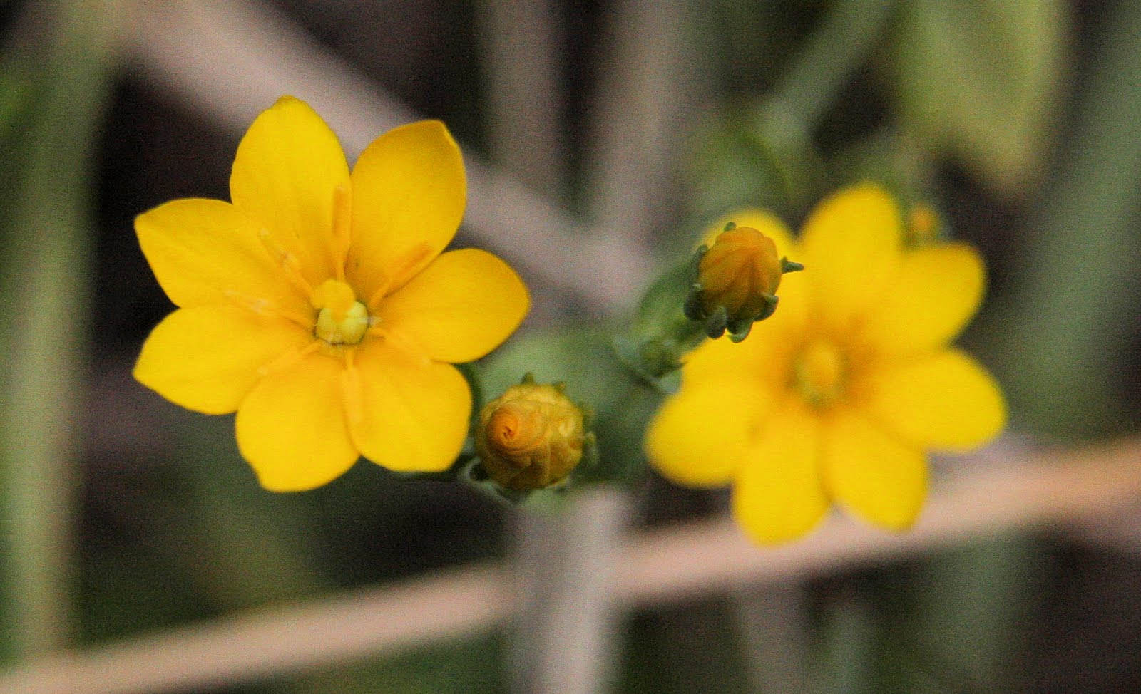 Birding with Flowers Final Brownfield Special