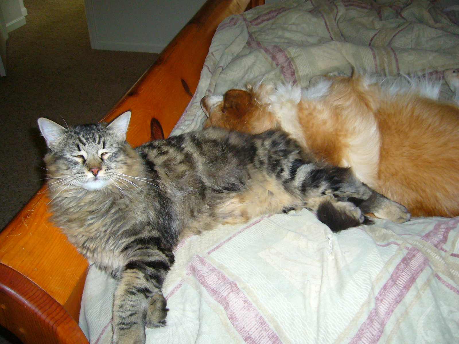 Sacramento Vegetable Gardening: I am a Maine Coon Kitten ...