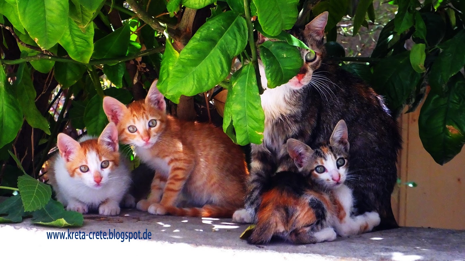 Pekos Kreta und Griechenland Blog Crete cats Katzen auf Kreta Today