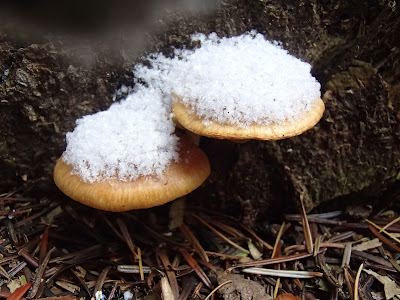 grzyby 2016, grzyby w zimie, grzyby w grudniu, grzyby pod śniegiem, las w zimie, zimowy spacer, zabawy na śniegu, uroki zimowego lasu