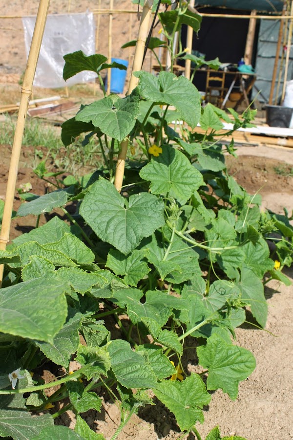 judías en espaldera