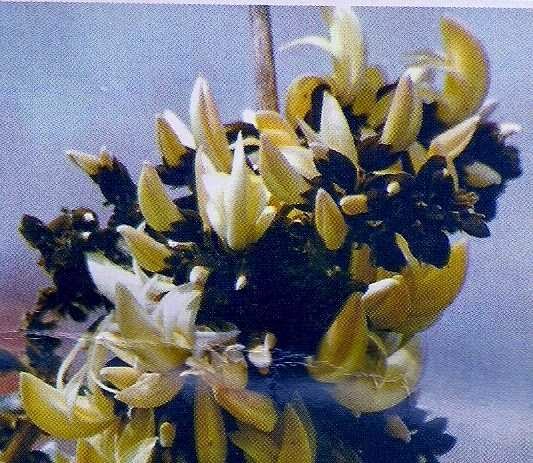 Health,Disease and Genetics: Palash flower – Medicinal value