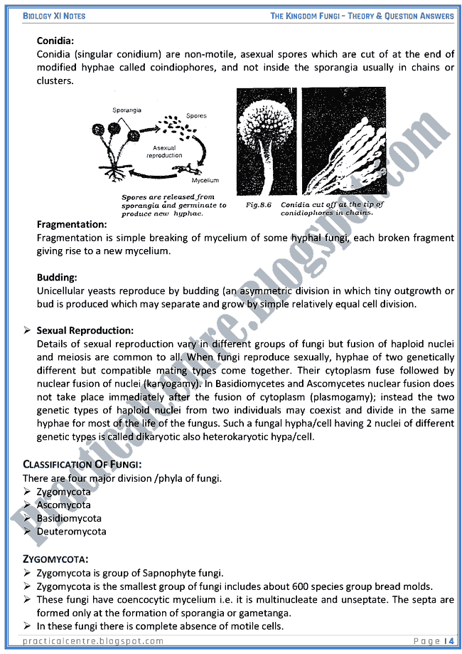 Kingdom Fungi Theory And Questions Answers Biology XI Practical