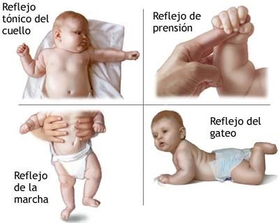 Desarrollo De 0 A 3 Años Desarrollo Físico Y Cognoscitivo De 0 A 3 Años