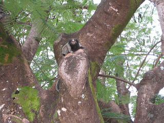 Monkey Airport, Montes Claros, Brazil
