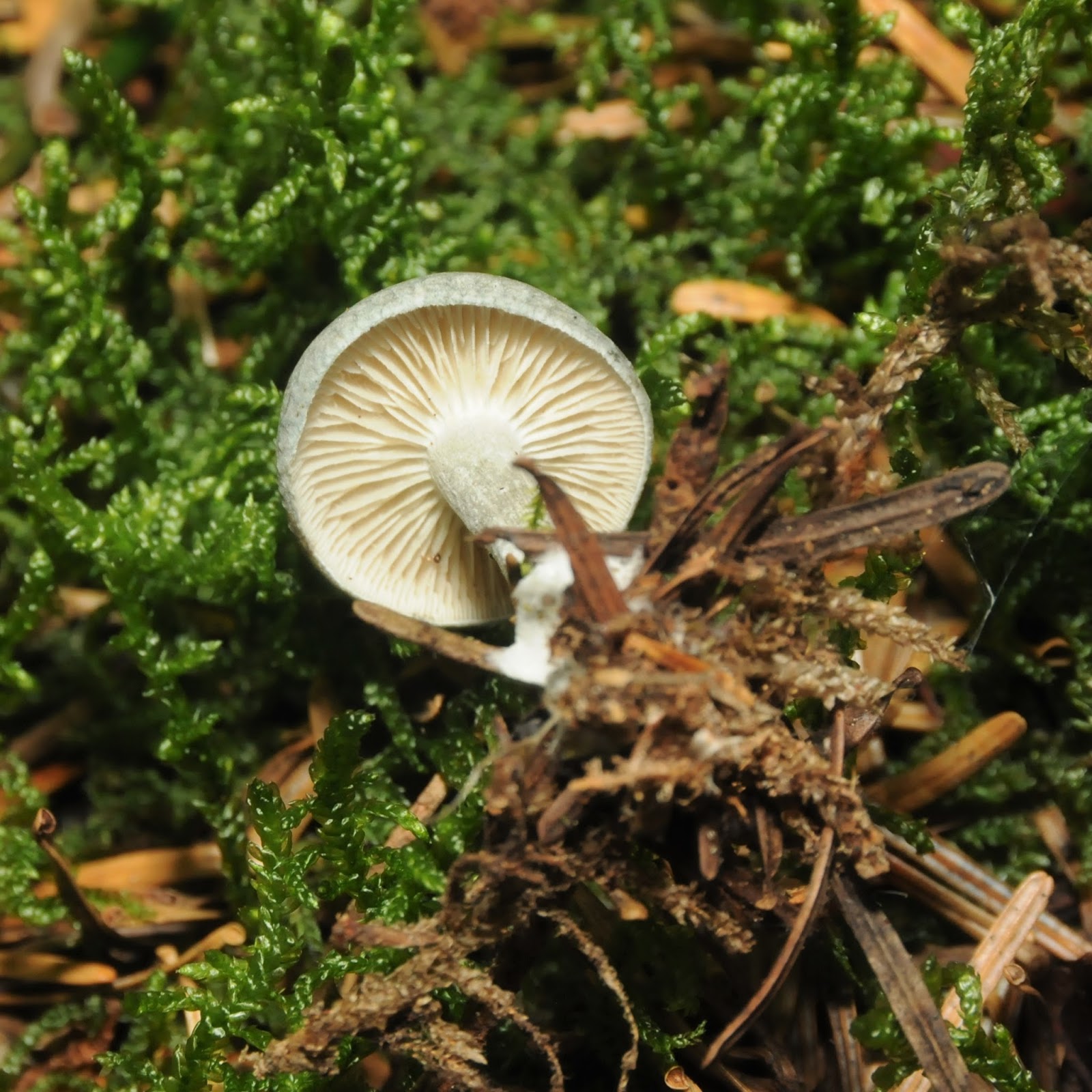 JURA, UNE TERRE, DES HOMMES Le Clitocybe odorant ou Clitocybe anisé.