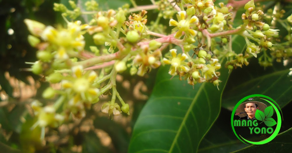 Penyerbukan bunga adalah..