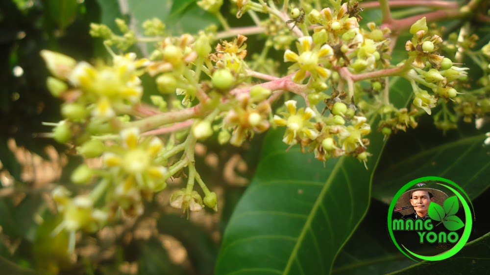 Penyerbukan Bunga Adalah