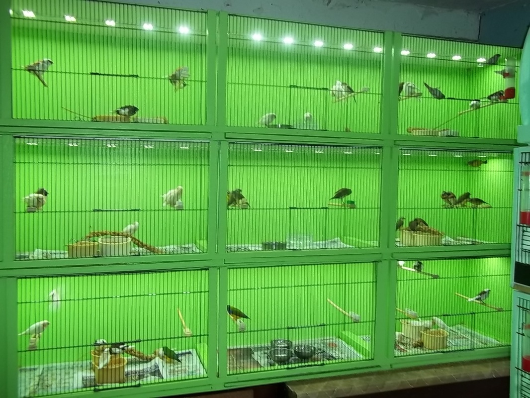 Greek Yorkshire Canaries LED Lighting for our cages and aviaries
