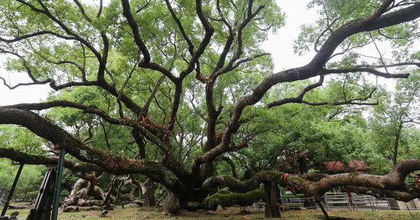 台中石岡|五福臨門神木-五樹環抱共生，延伸的枝幹發展出奇特景觀