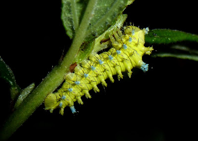 Rhodinia fugax caterpillar Rhodinia fugax caterpillar