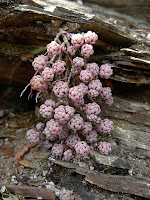 Sedum