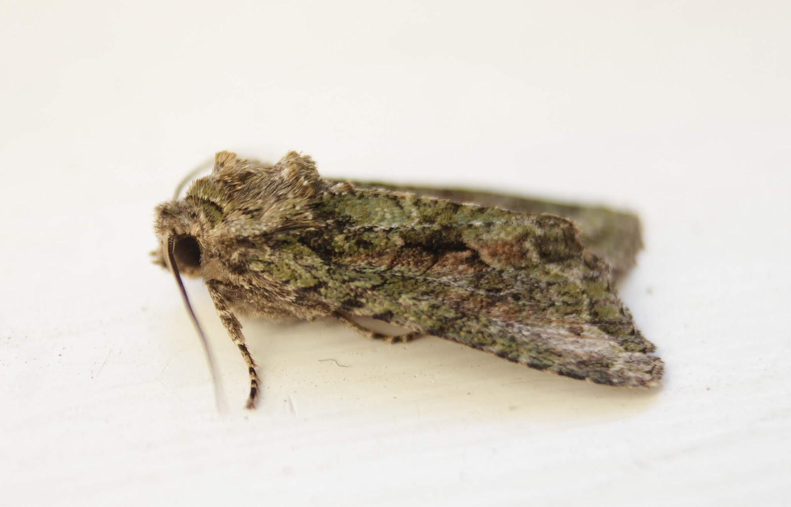 NonStop Birding Autumn Moths